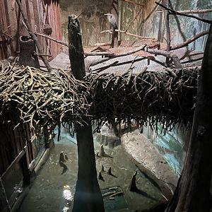 Great Blue Heron and Beaver Exhibits