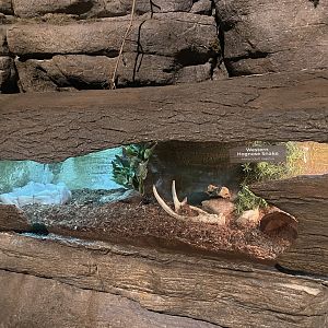 Western Hognose Snake Exhibit