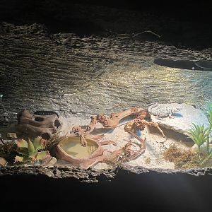 Collared Lizard Exhibit