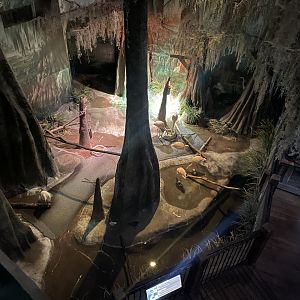 Lesser Flamingo Exhibit