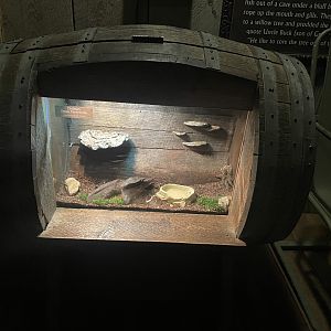 Chilean Rose Tarantula Exhibit
