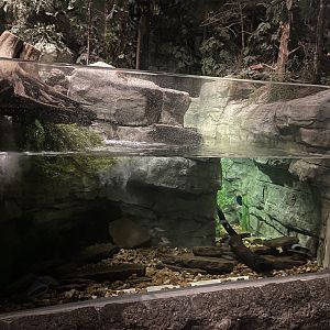 Hellbender Tank