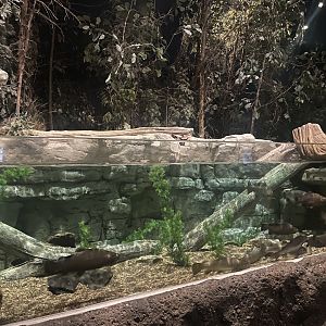 Rainbow Trout Tank