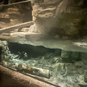 American River Otter Exhibit