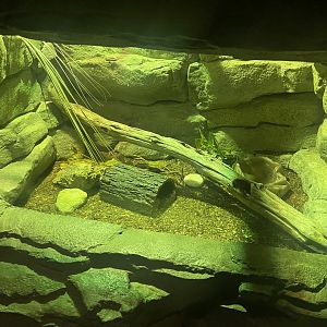 Great Plains Ratsnake Exhibit