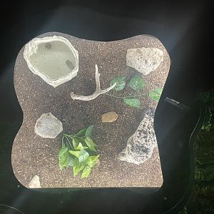 Pygmy Rattlesnake Floor Exhibit