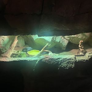 Western Ratsnake and Box Turtle Exhibit