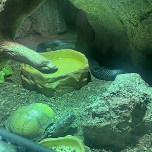 Western Ratsnake and Three-toed Box Turtle