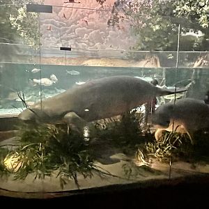 Mangrove Room Manatee Model