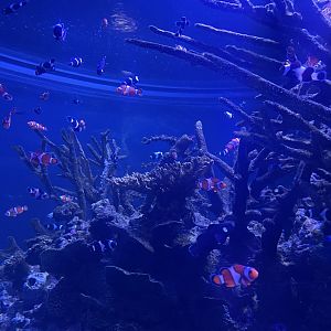 Clownfish Tank