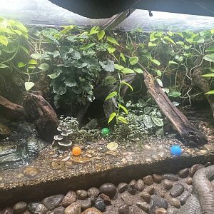 Poison Dart Frog Exhibit