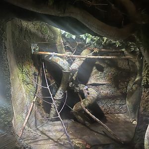 Straw-colored Fruit Bat Exhibit