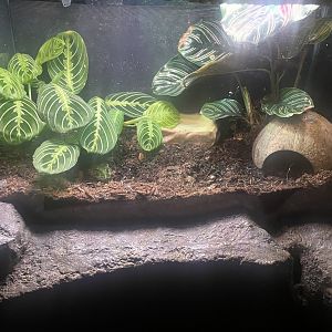 Cranwell’s Horned Frog Exhibit