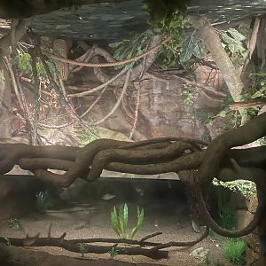 Common Marmoset Exhibit