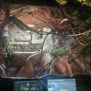 Common Marmoset Exhibit