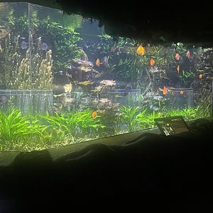 Discus Tank