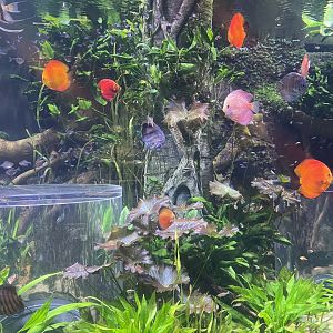Discus Tank