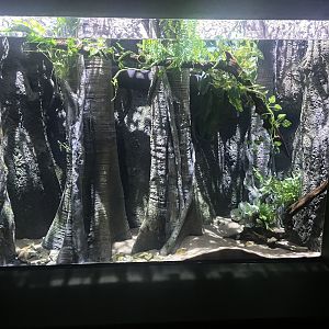 Electric Eel Tank