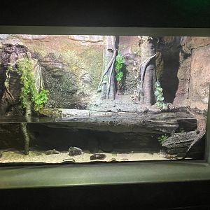 Orinoco Crocodile Exhibit