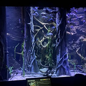 Red-bellied Piranha Tank