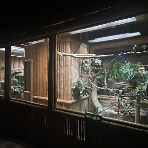 Green Aracari Exhibit