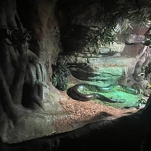 Green Anaconda Exhibit