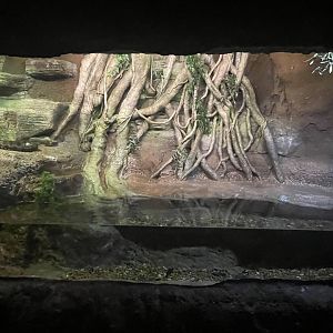 Green Anaconda Exhibit