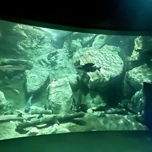 Community Pond Underwater View