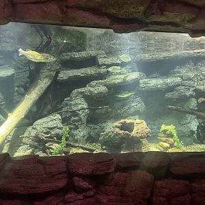 Lunker Lake Bass Tank