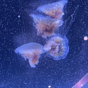 Lions Mane Jellyfish