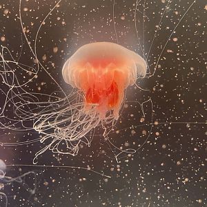 Lions Mane Jellyfish