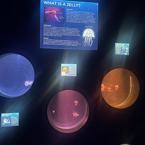 Lions Mane Jellyfish Tanks