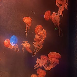 South American Sea Nettle