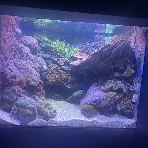 Live Coral Tank #1
