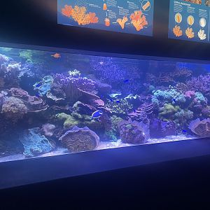 Live Coral Tank #2