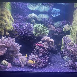 Live Coral Tank #3