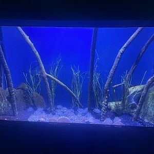 Upside Down Jellyfish Tank