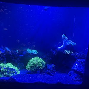 Live Coral Tank