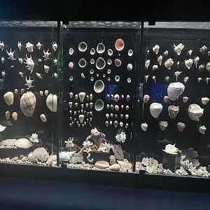 Seashell Display