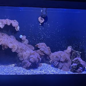 Frogfish Tank