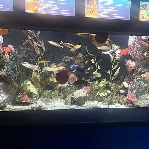 Kelp Forest Tank