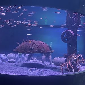 Spider Crab Tank