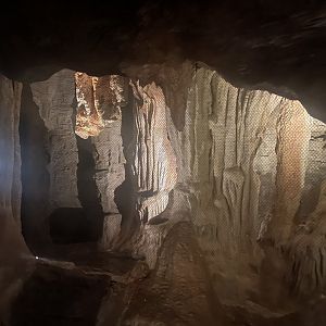 Seba’s Short-tailed Fruit Bat Exhibit