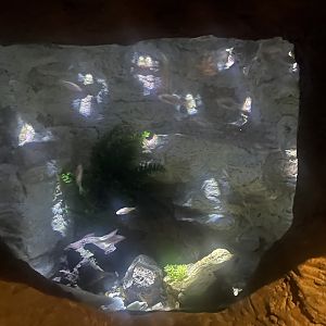 Blind Cave Fish Tank