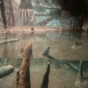 American Beaver Exhibit