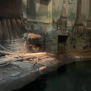 American Beaver Exhibit