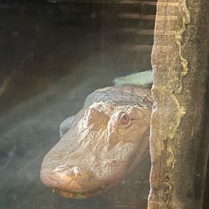 White American Alligator