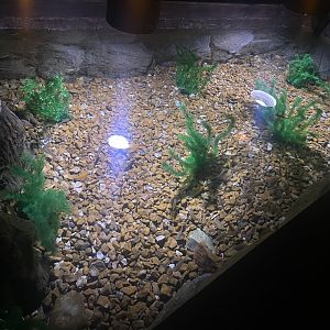 Shallow Fish Tank