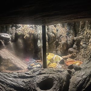 Madagascar Hissing Cockroach Exhibit