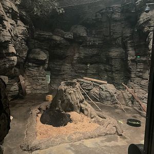 American Black Bear Indoor Exhibit
